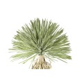 Juka rostrata PTMD