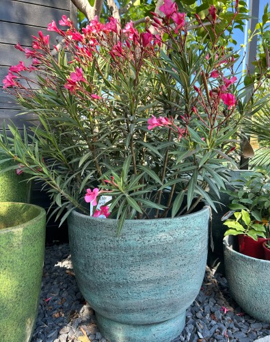 Oleander różowy