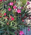 Oleander różowy
