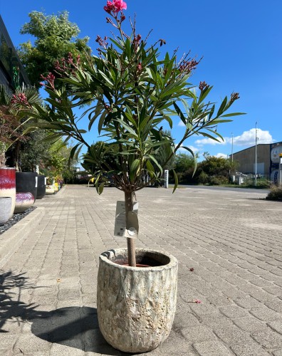 Różowy oleander na pniu