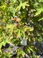 Acer palmatum  Osakazuki