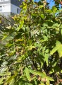Acer palmatum  Osakazuki