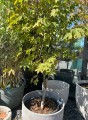 Acer palmatum Osakazuki