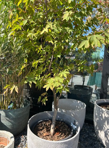 Acer palmatum Osakazuki