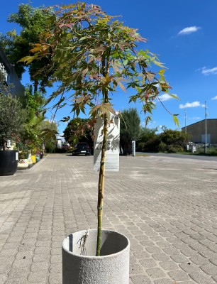 Acer palmatum Cascade Emerald, klon palmowy 