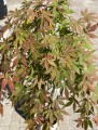 Acer palmatum Cascade Emerald