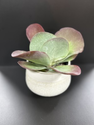 Kalanchoe thyrsiflora, żyworódka