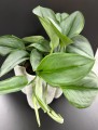 Scindapsus Moonlight