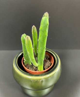Stapelia leendertziae
