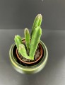 Stapelia leendertziae