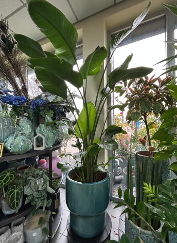 Strelitzia Nicolai