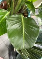 Strelitzia Nicolai