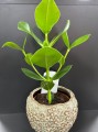 Clusia rosea Princess