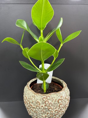Clusia rosea, kluzja