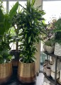 Dracena fragrance Cintho