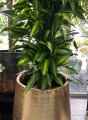 Dracena fragrance Cintho