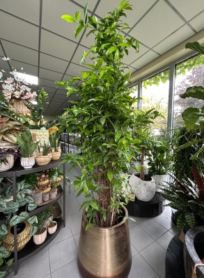Dracaena surculosa Aurea, dracena