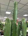 Euphorbia Erytrea