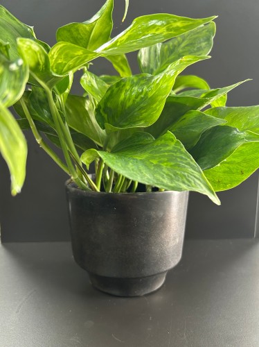 Epipremnum Marble Green