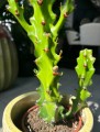 Euphorbia maurentania