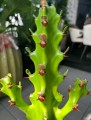 Euphorbia maurentania