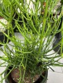 Euphorbia Tirucalli, wilczomlecz palczasty