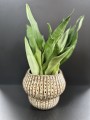 Sansevieria Moonshine