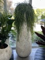 Rhipsalis, patyczak XL