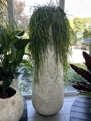 Rhipsalis, patyczak XL