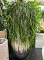 Rhipsalis, patyczak