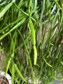 Rhipsalis, patyczak