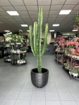 Euphorbia Erytrea, wilczomlecz
