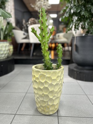 Euphorbia maurentania, wilczomlecz