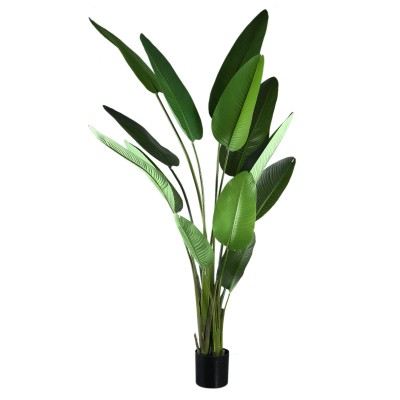 Strelitzia Nicolai PTMD