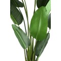 Strelitzia  PTMD