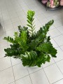 Zamioculcas zamiifolia
