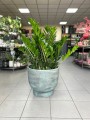 Zamioculcas zamiifolia