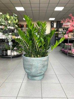 Zamioculcas zamiifolia, zamiokulkas