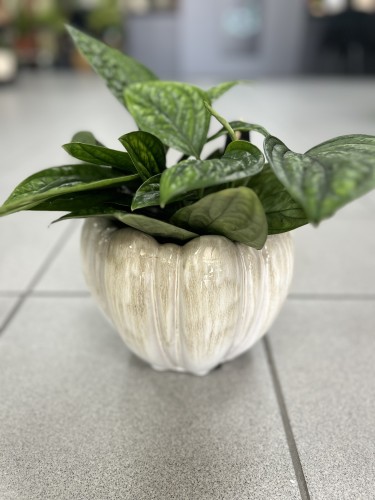 Epipremnum pinn Marble Planet