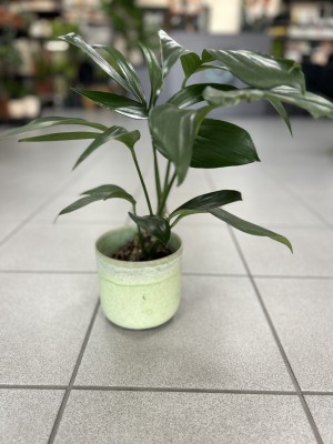 Philodendron Dragon Tail, filodendron