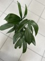 Philodendron Dragon Tail