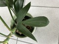 Philodendron Dragon Tail