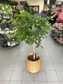 Schefflera Arboricola Compacta