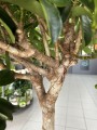 Schefflera Arboricola Compacta