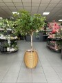Schefflera Arboricola Compacta