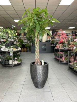 Pachira aquatica warkocz