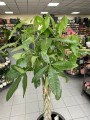 Pachira aquatica warkocz