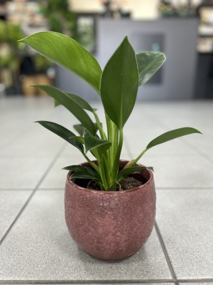 Philodendron Green Princess, filodendron