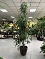 Ficus binnendiijkii 'Alii', Figowiec wierzbolistny