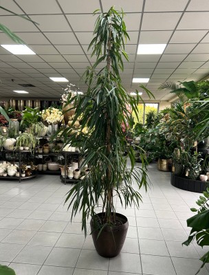 Ficus binnendiijkii 'Alii', fikus wierzbolistny